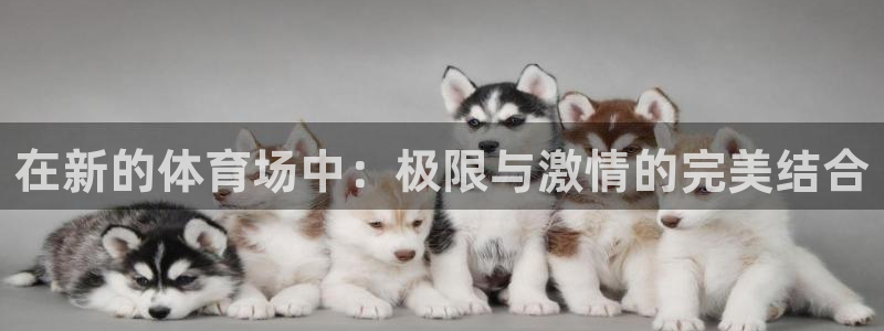 欧亿恃j*18888：在新的体育场中：极限与激情的完美结合